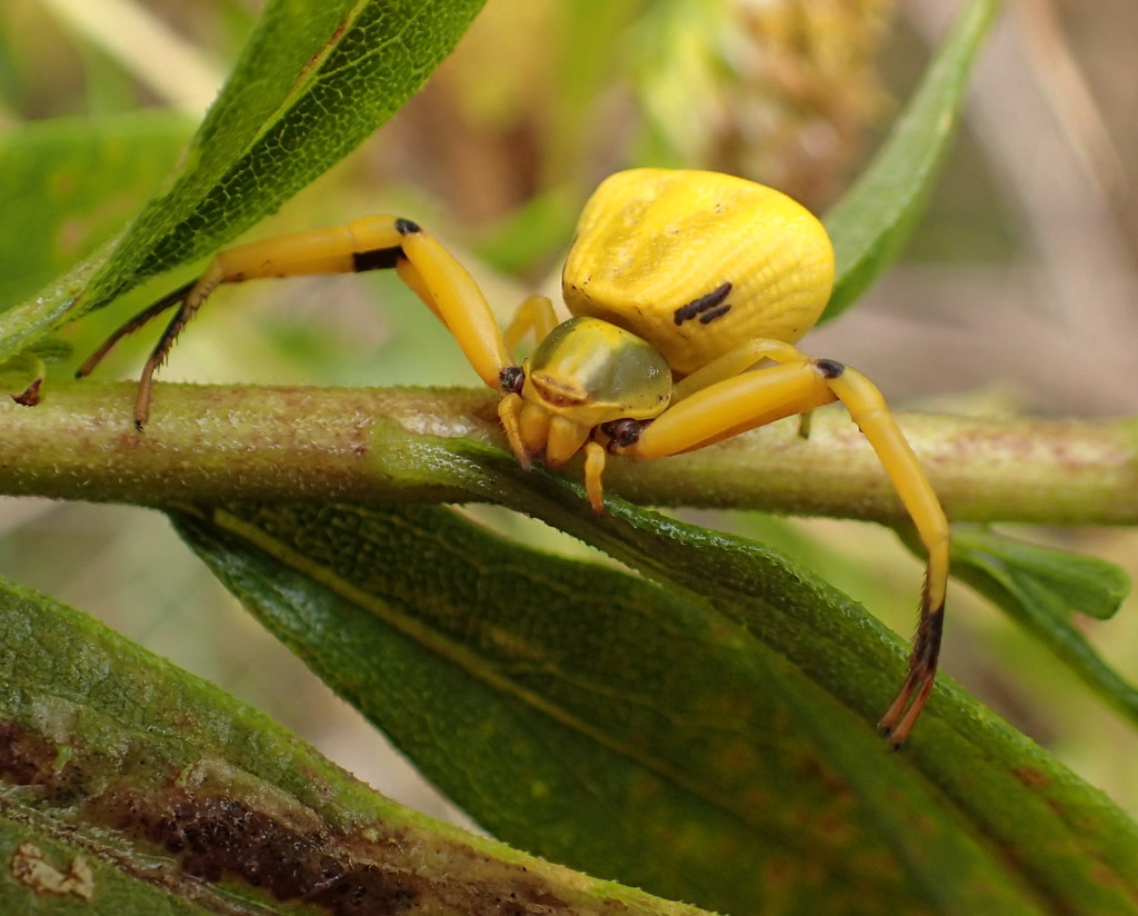 Goldenrod Spider by cjwhite
