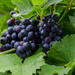 Black Grape. by tonygig