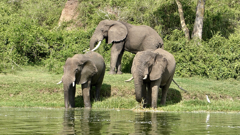 Elephants by kjarn