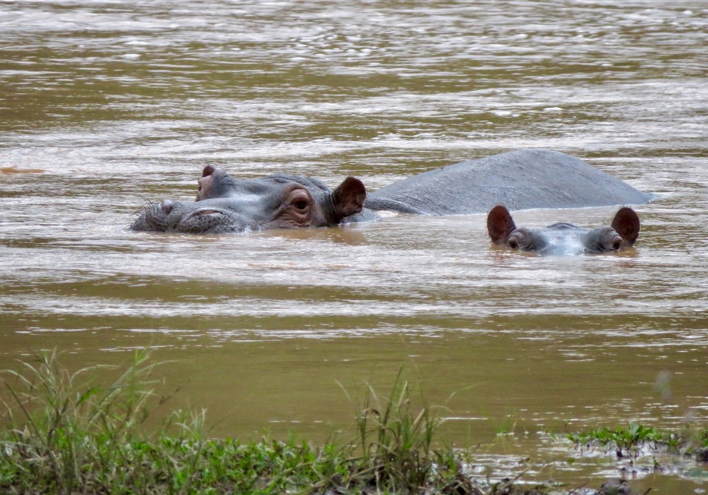 Hippos by kjarn