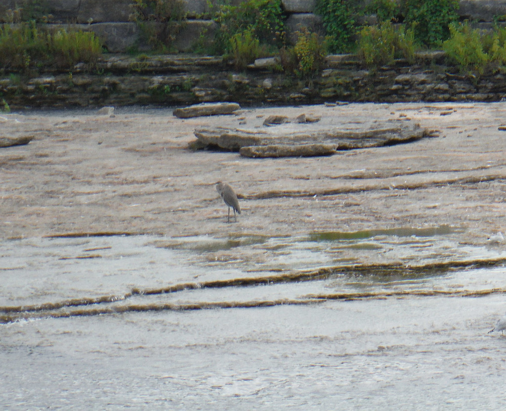 Bird in the River by spanishliz