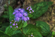 21st Sep 2018 - purple flower