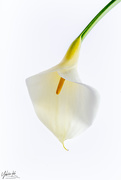 22nd Sep 2018 - White Lily