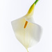 White Lily by yorkshirekiwi