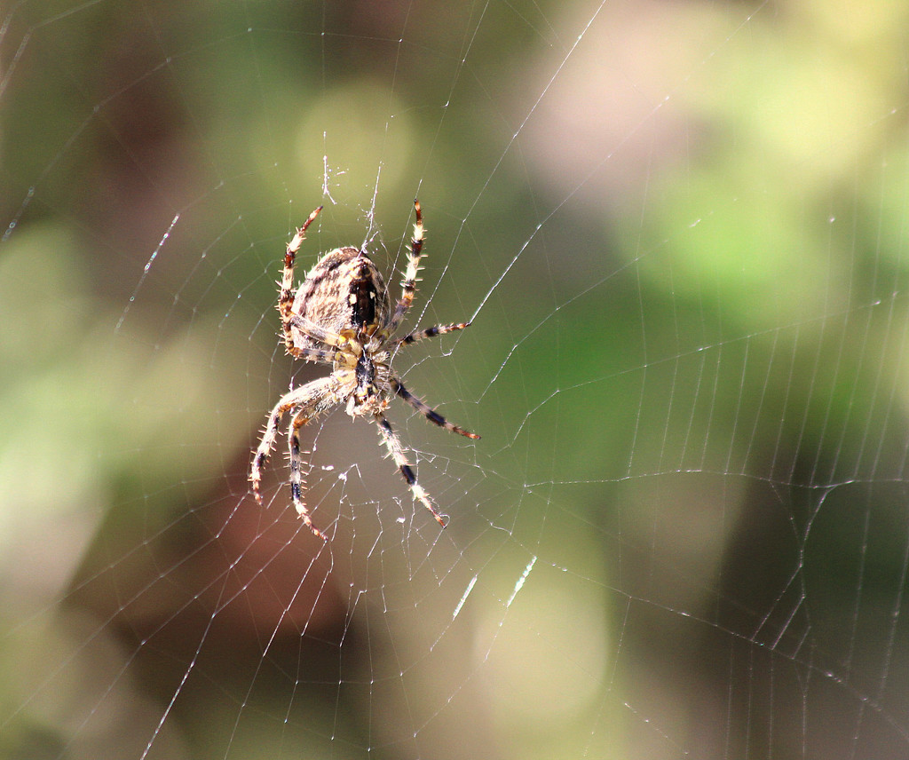 Spider And Web. by wendyfrost