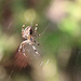 Spider And Web. by wendyfrost