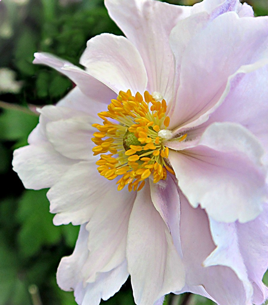 Anemone. by wendyfrost