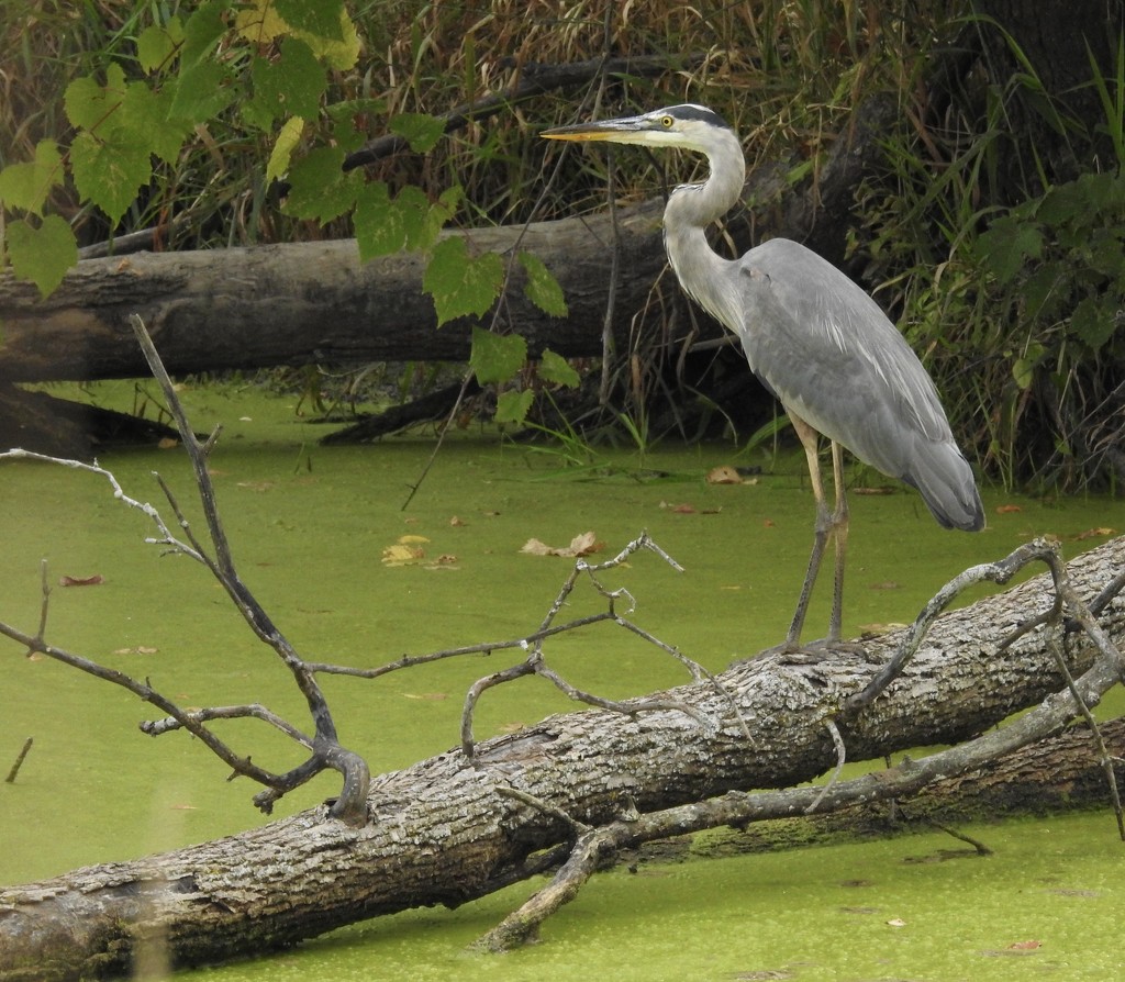 Great blue heron by amyk