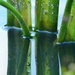 Water Plants by lynnz