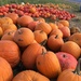 Pumpkins by ninihi