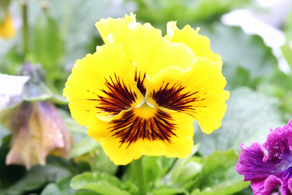Pansy by bagpuss