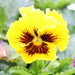 Pansy by bagpuss