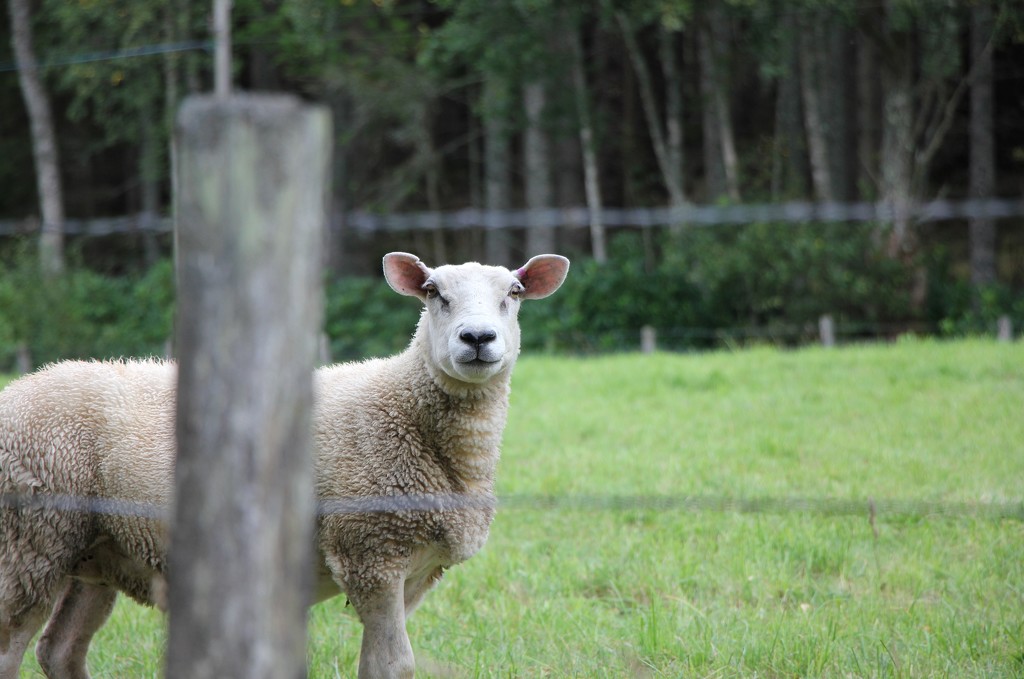 What are ewe looking at?! by jamibann