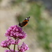 Red Admiral on Valerian by susiemc