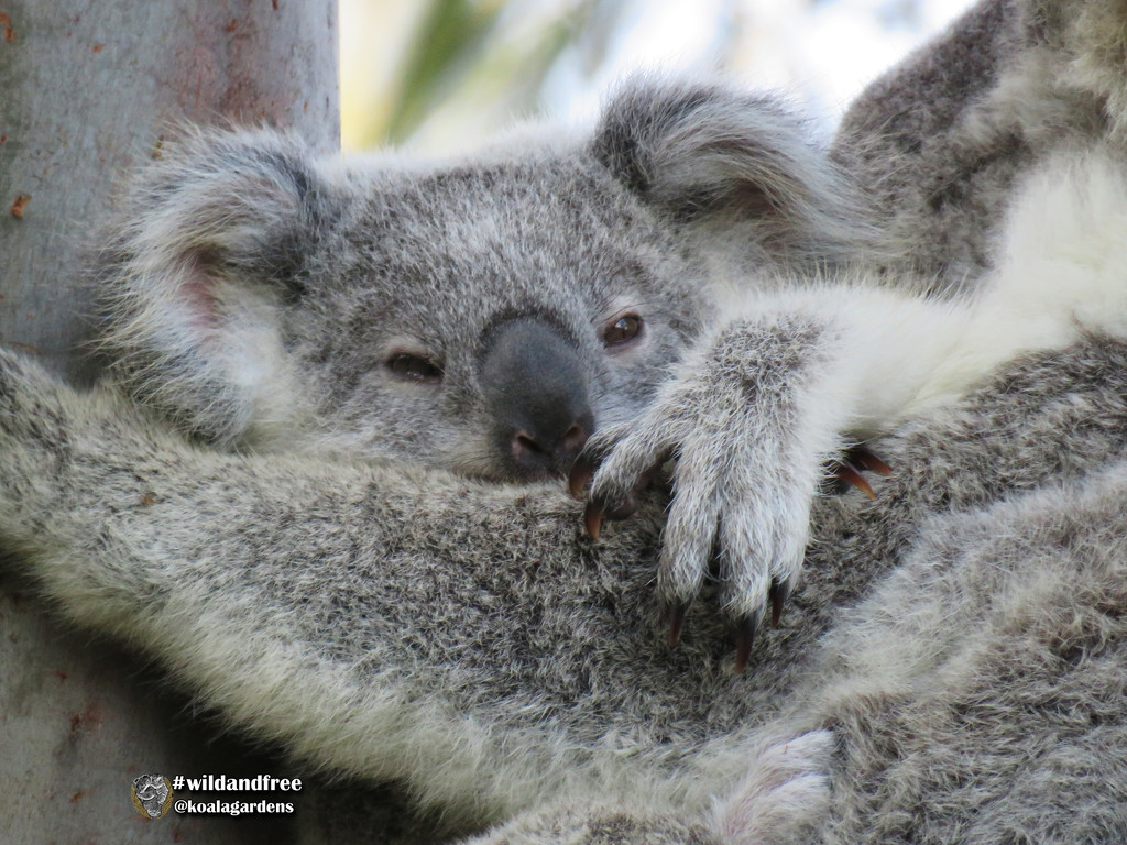weekend chillin by koalagardens