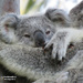 weekend chillin by koalagardens