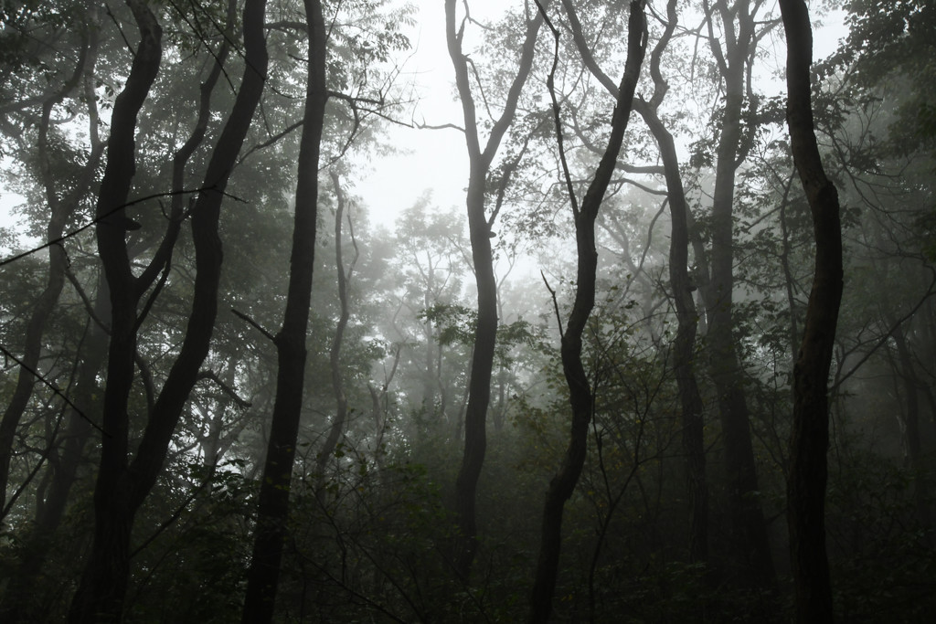 Fog in the Shenandoah National Park by kareenking