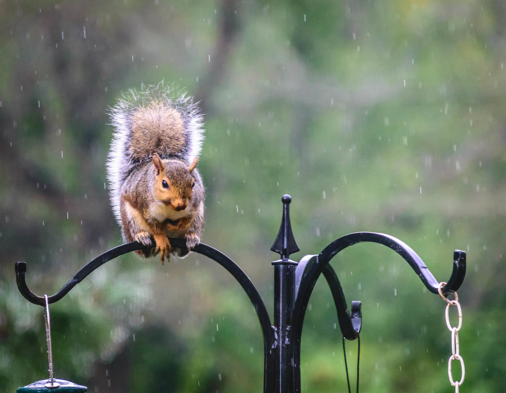 Squirrel in the Rain by marylandgirl58