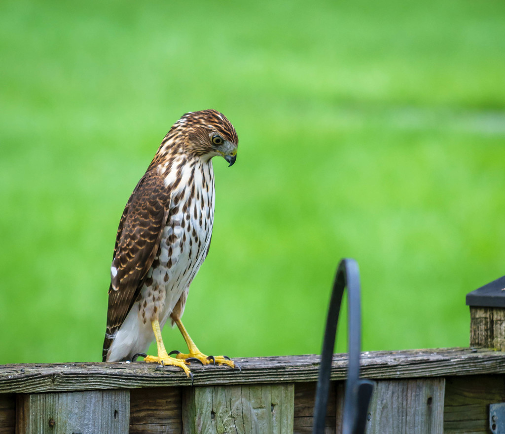 Red Shoulder Hawk on Neighbors Fence  by marylandgirl58