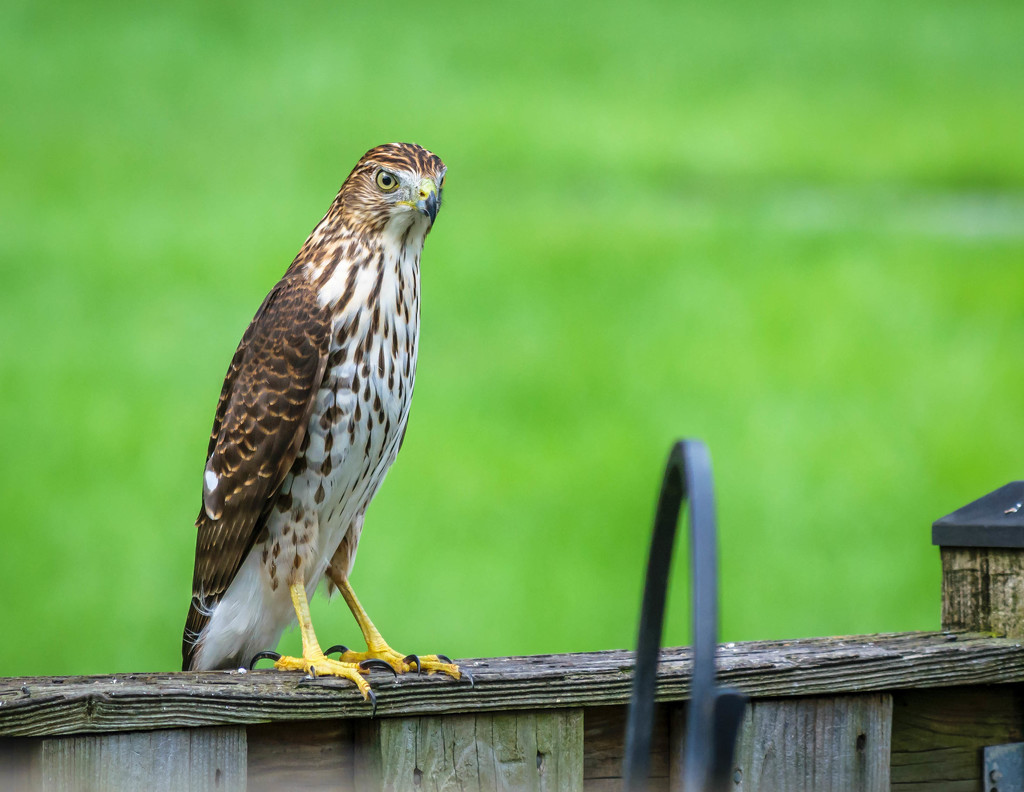 Hawk on Neighbors Fence by marylandgirl58