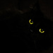  Midnight Cat  by vera365