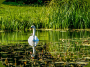 23rd Sep 2018 - Swan And Reflections