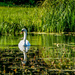 Swan And Reflections by carolmw