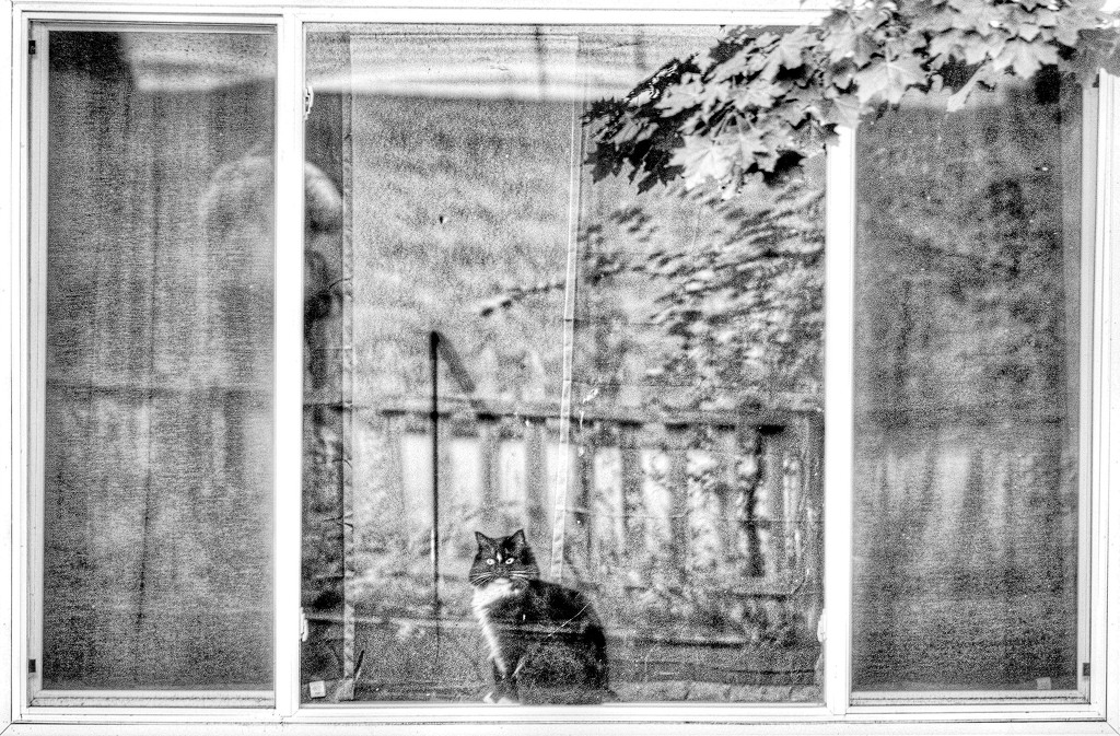 Cat in the Window by tosee