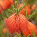 beaufortia squarrosa by judithdeacon