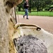 Drinking fountain in St James's Park by boxplayer