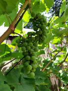 6th Aug 2018 - 6th August Hampshire grapes