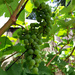 6th August Hampshire grapes by valpetersen