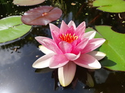 7th Aug 2018 - 7th August waterlily