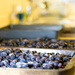 Frozen blueberries by novab
