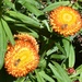   Everlasting Flowers & Bees ~ by happysnaps
