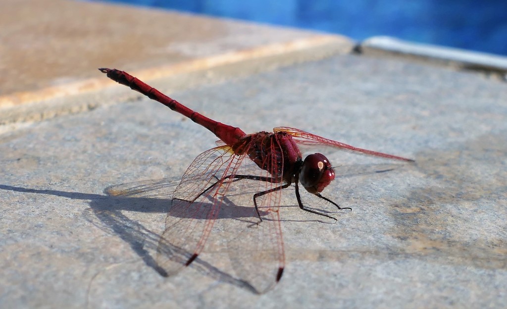 Dragonfly by carole_sandford