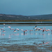 Flamingo in flight by mv_wolfie