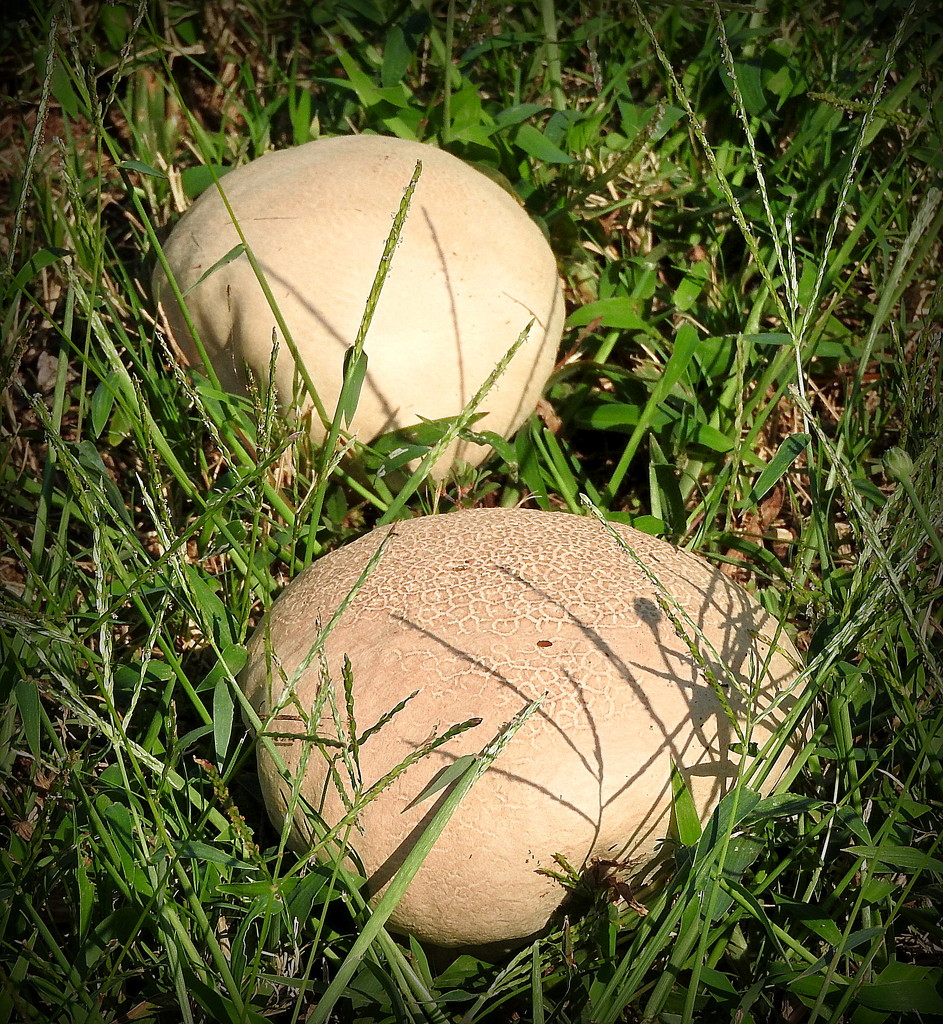 Two mushrooms by homeschoolmom