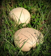 20th Sep 2018 - Two mushrooms