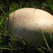 Mushroom in the sunlight by homeschoolmom