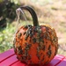 Favorite Pumpkin / Knuckle Head by paintdipper