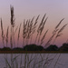 prairie grass sunset by rminer