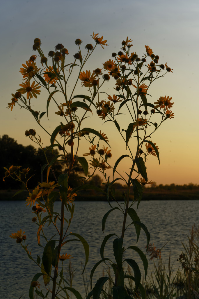 sunflowers at sunset by rminer