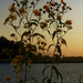 sunflowers at sunset by rminer