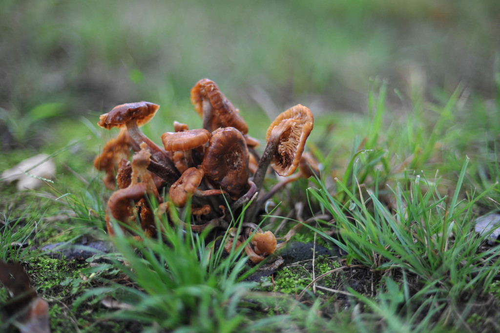Mushrooms in the rain by loweygrace