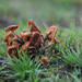 Mushrooms in the rain by loweygrace