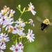 September Words - Flight (of the Bumble Bee) by farmreporter
