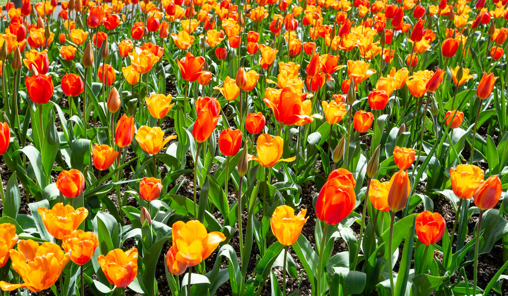 Tulips by yaorenliu