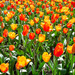 Tulips by yaorenliu