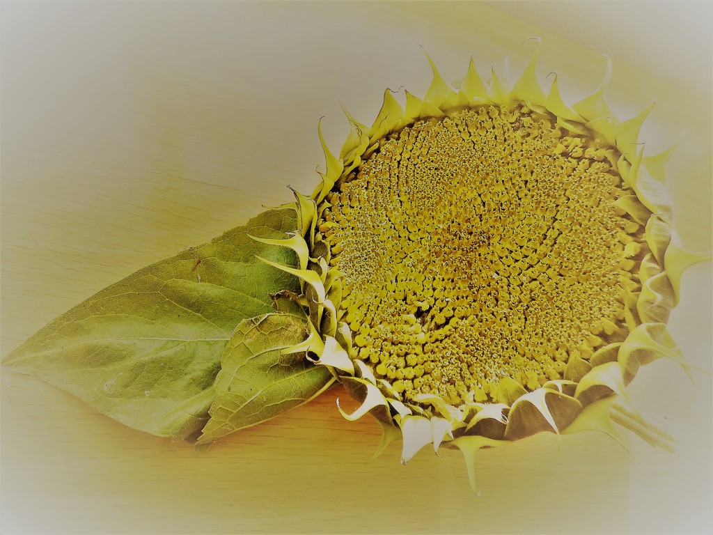 Sunflower seed-head by beryl